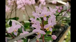 Оранжерея в марте - антуриумы, филодендроны, орхидеи и Со :)