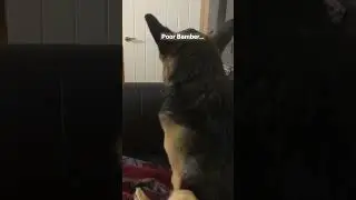 Stressful Night for my guide dog￼