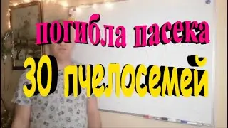 Предновогодняя трагедия  Погибла пасека 30 пчелосемей