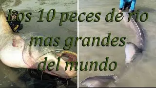Los 10 peces de rio mas grandes del mundo
