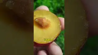 Эмоции от дегустации  каков вкус гибрида