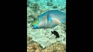 Parrotfish at West Bay Beach Roatán Honduras! Original Unedited Sound of it Eating!!