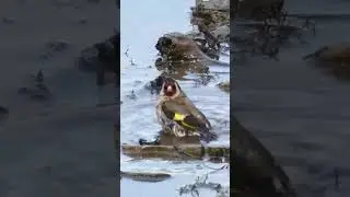 SHORT. JILGUEROS BAÑANDOSE EN LIBERTAD 🐦💦 BEBEDERO NATURAL EN LA MONTAÑA. #birds #wildlife