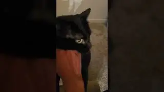 A lil' meow 😻