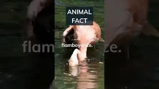 Did you know a flamingos colour comes from eating algae and brine shrimp? Comment and sub 👇#shorts