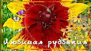 Любимая рудбекия