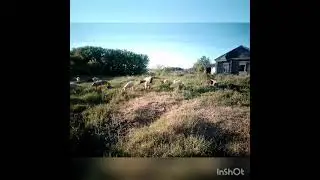 О баранах , о пастбищах , обо всём без редактора ...