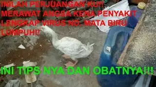 mulai pulih 2 minggu lebih melawan penyakit virus ND, mata biru, dan Lumpuh, ini dia tips & obatnya