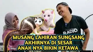 MUSANG LAHIRAN SUNGSANG ❗❗ AKHIRNYA DI SESAR ANAK NYA BIKIN KETAWA
