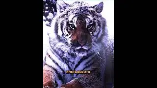 Все эти качества у тигра довольно отличные#животные #versus