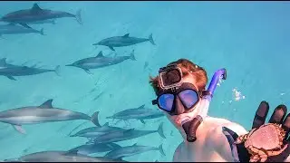 Catching Kona Crabs by Hand with DOLPHINS! // Free-diving Waimea