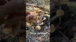 Семейка грибов
