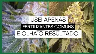 Dia de COLHEITA! Resultado com Fertilizantes DIMY 😱