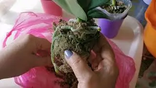 Пересадка орхидей 🌺Азиатские подростки 🌱