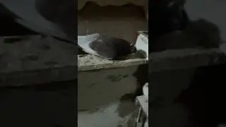 Erzurum kumrusu pala recep