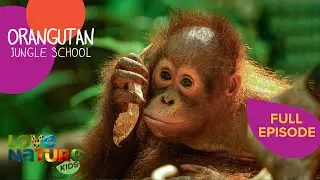 A Whole New World | Orangutan Jungle School 105