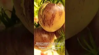 Супер сорт! Новинка сезона! Томат Восставший Звёздный Истребитель Кэйли Энн