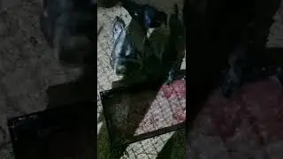 Ночной дожор
