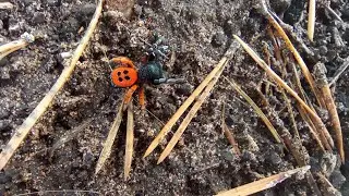 Необычный паук (Черный Эрезус)