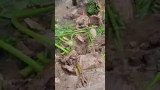 The Best Squirrel Soup