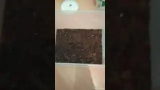 Переселение виноградной улитки и обустройство террариума. Новый питомец!