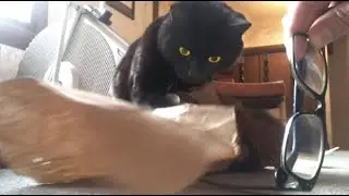 Luka Daily Pounce #6 - includes Postmodern Cardboard Deconstruction