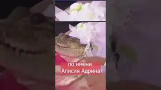 Мэр женился на крокодиле (новости)