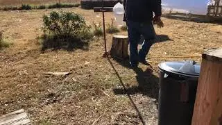 My pig steals a fresh deer hide