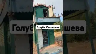 Смотрите голубей и Николая Сатышева в эфире, завтра продолжим.