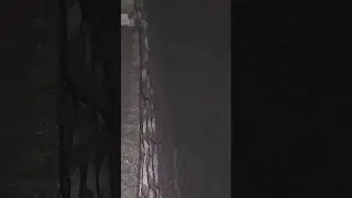 Duck Watching baby duck edition 1