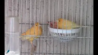 Kanarya Çifti Yavrularını Besliyor