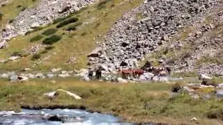 Дикие лошади в долине Кичитор