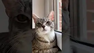 Полайкивай 😻❤️