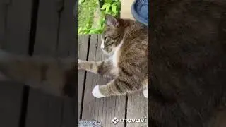 кошка