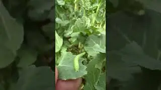 Капустная моль на рапсе