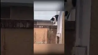 The dog trembles with fear at the sight of the cat.