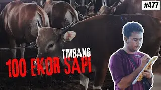 WEIGHING OF 111 CATTLE AT PODO RUKUN FARM, SAMARINDA