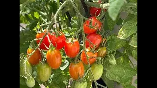 Your Vegetable Garden Questions Answered! (2024)