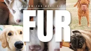 Funny puppy 🐕 || animal lovers ❤️#viral #trending