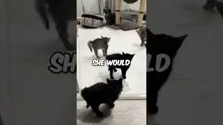 These kitties left this dog frozen in fear 😱
