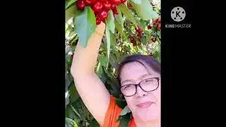Cherry Picking at brenwood California