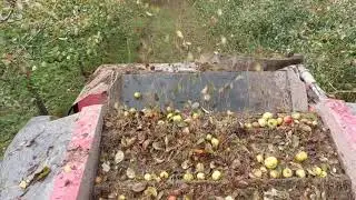 la récolte des pommes avec une ramasseuse X16