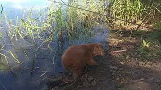 VID 20200701 094802