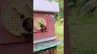 Пчеломатка улетела к женихам #bee #beekeeper #beekeeping