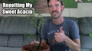 Sweet Acacia Repotting & Care/Info