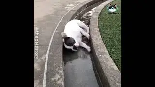 video 577130383068233