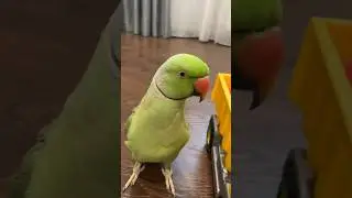 Говорящий ожереловый попугай Ричи 