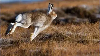 THE BEST MOMENTS OF HARE HUNTING!!! ONLY SHOTS!!! / MAX HUNTER