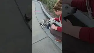 Abandoned Dog Rescue