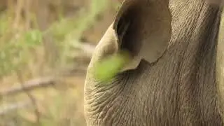 Un oiseau disparaît dans l'oreille d'un rhinocéros